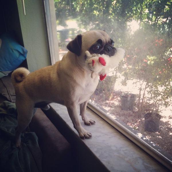 NellyN1221's tweet photo. A5: stuffed toys!! Lamby!! #pugchat http://t.co/1jnRwb3BEF