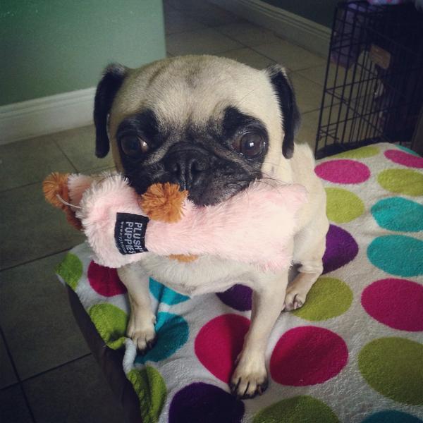 NellyN1221's tweet photo. A5: stuffed toys!! Lamby!! #pugchat http://t.co/1jnRwb3BEF
