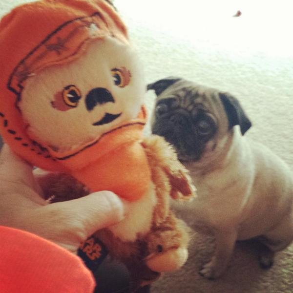 lizzielulu_'s tweet photo. A5: Pixie loves her toys stuffed. And pulling all the stuffing out. And choking on the stuffing. #pugchat http://t.co/TpgycPlNI6