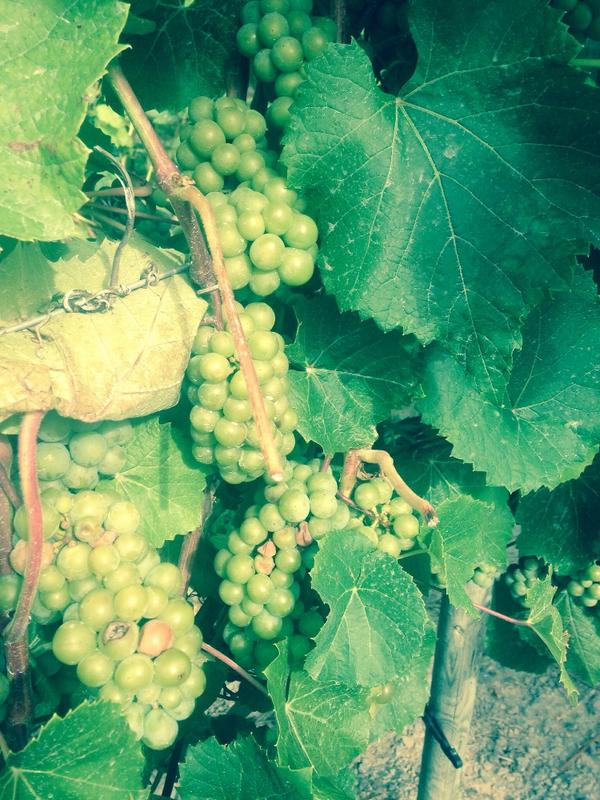 TasteCommGrown's tweet image. A visit to @waupooswine today, another winery that will be joining us September 27th. #TASTEPEC