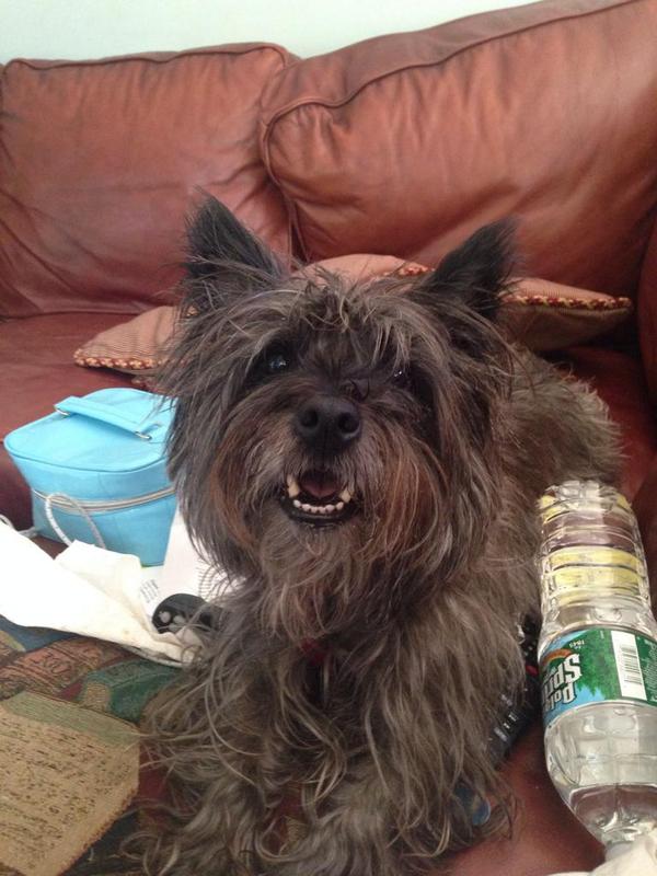 cinnalon's tweet photo. Nothing like a greeting from this guy to brighten up a very cranky day http://t.co/g5gKf7Wz1x