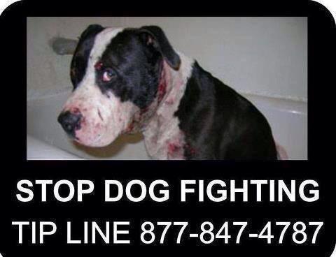 RocketRescues's tweet image. More #scumbags #dogfighters #animalabusers deeps.tv/0oRYzkXEQy_zz Father &amp;amp; Son charged in #dogfighting ring #RETWEEET