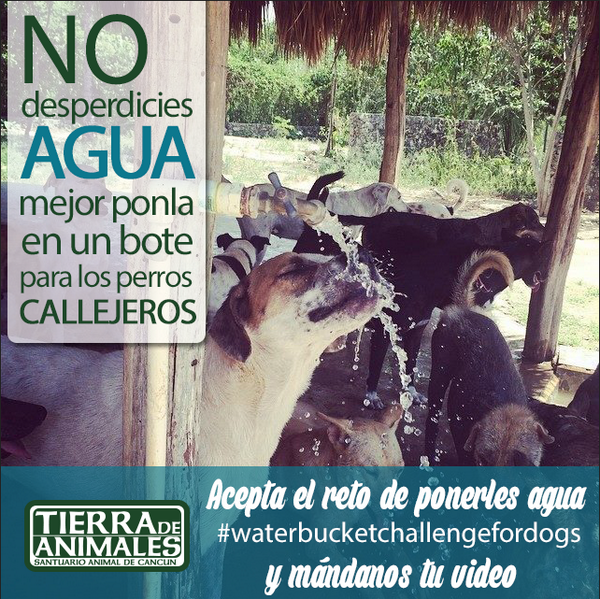 ninaIvonne's tweet photo. Yo los reto !!!
@CanalAnimal @AnimaLeaks @PlataformaALTO http://t.co/dGgFuyoltz