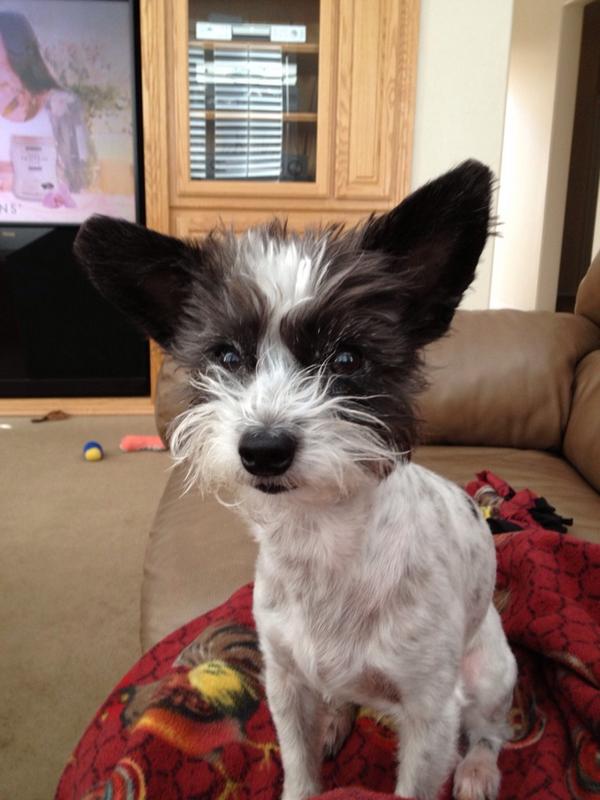 Mini_Alli's tweet photo. I just told Bob, "I luh ya puppy".  Thanx #JenniferLopez http://t.co/807fdoDE9D