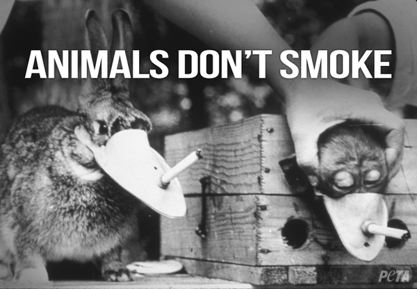 tobacco tests on animals WTF: Tobacco companies like Philip Morris are still FORCING ANIMALS TO  SMOKE Tell them 2 STOP http://t.co/2cNdhURdDA