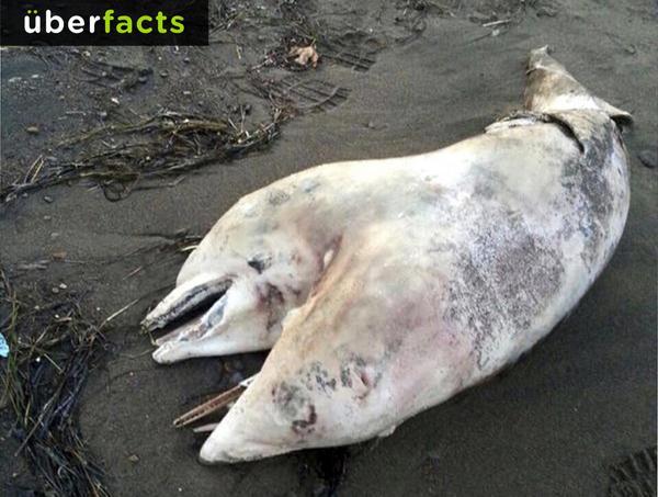 UberFacts's tweet photo. A full-grown, 2-headed dolphin was discovered on a beach in Turkey last week. http://t.co/xG5LH5jS7r