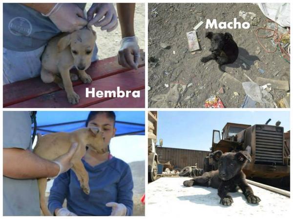 FuerzaAnimal_'s tweet photo. #Antofagasta , cachorritos necesitan hogar temporal urgente, están en el exveredero, #RT http://t.co/y2Ve7HLdL0