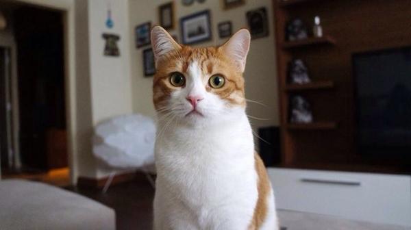 Kızım Bakırköy Osmaniye civarında kayboldu. Lütfen gören varsa bana haber versin.#kedi#kayip#bakirkoy