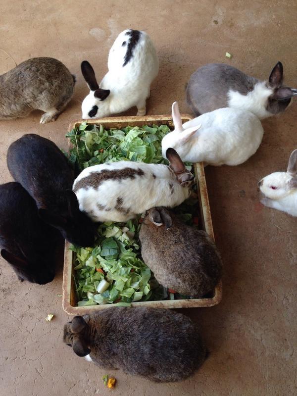 河北町児童動物園 野生鳥獣救護所 うさぎのご飯の様子です うさぎもそれぞれ食べ方が違います お行儀よく食べる子 ソワソワして食べる子 檻の隅っこに持っていって食べる子 などさまざまいます 写真のように餌皿の上に乗って食べる子もいます
