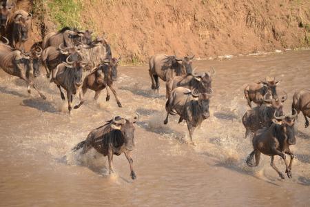 HerdTracker tweet media