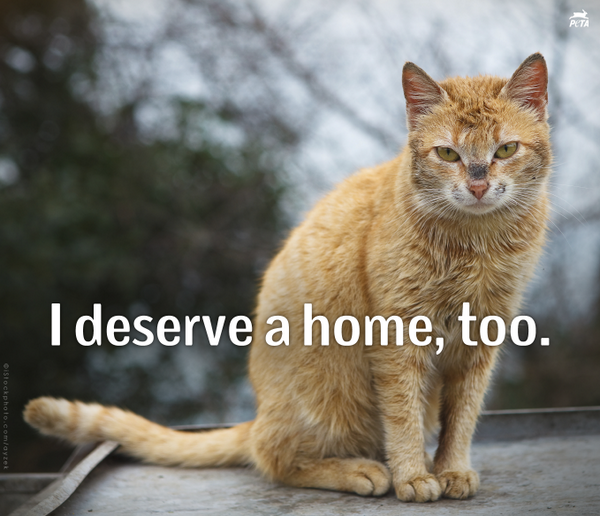 ALL cats deserve a loving home.

RT if you agree!

HOW 2 HELP FERAL CATS: peta.vg/1h80