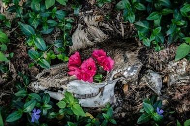 Arte_e_Moda's tweet photo. Christine Anderson http://t.co/7Zc9DKCoY2 #Deer #Vogue(magazine) #NewJersey #UnitedStates #Southampton http://t.co/b4tXMeraQN