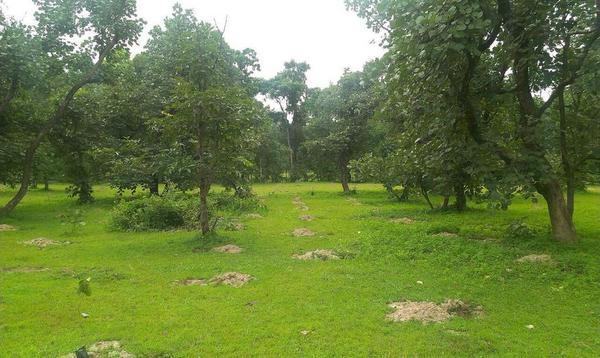 anitaexplorer's tweet photo. Support d #IPledgeATree initiative of @grow_trees
To ensure greenery, take ur pledge today-
http://t.co/IqrmC0WbNO
http://t.co/SjNR0PdWV1