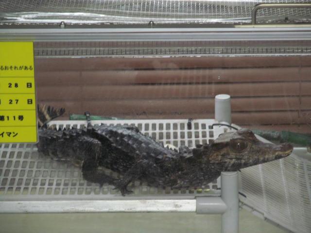 根津 貴博 Atelierf 引っ越しました Sur Twitter ブラジルカイマン 昔はコビトカイマンの亜種にされてた小型ワニ メガネカイマンやシャムワニが3m近くになるのと比較して1m 1 5mで止まってくれるイケスを作らないでなんとか飼えるワニ コビトとの違いはより