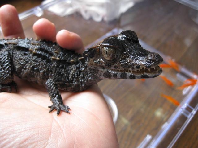 根津 貴博 Atelierf 引っ越しました Sur Twitter ブラジルカイマン 昔はコビトカイマンの亜種にされてた小型ワニ メガネカイマンやシャムワニが3m近くになるのと比較して1m 1 5mで止まってくれるイケスを作らないでなんとか飼えるワニ コビトとの違いはより