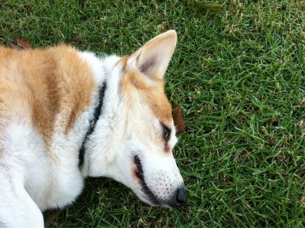 DonIan335's tweet photo. Just 'cuz she's awesome, another pic of Ruby. #NationalDogDay #Adopt  #corgi http://t.co/m7Z241satm