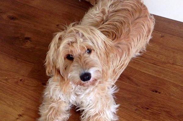 My_Stockport's tweet photo. Distraught couple appeal for help after puppy stolen from their Stockport home http://t.co/IinOEzfzLd http://t.co/Sum5n2c0yU