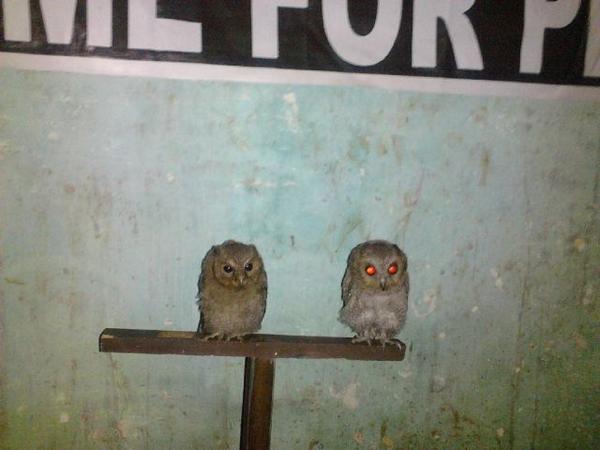 77+ Burung Hantu Bandung HD Terbaru