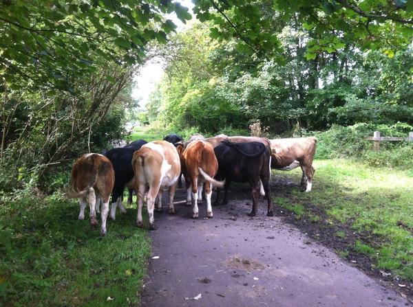 GarethNunns's tweet image. Just brilliant #cowproblems