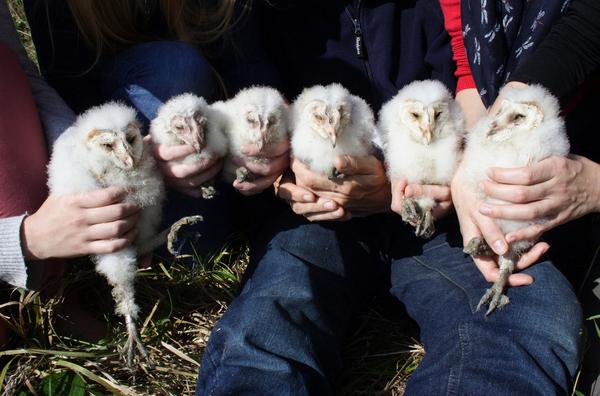 #BarnOwls have successfully bred in one of our #nestboxes! We ringed 6 chicks yesterday conservationecology.org/news/barn-owl-… <a href="/_BTO/">BTO</a>