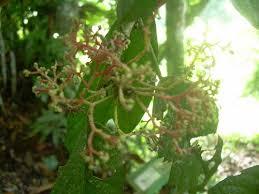 pendakigalau's tweet photo. 24. nangsi. daun mudanya bisa dikonsumsi. #TanamanSurvival #AdvTips
http://t.co/PB3OCprTGG