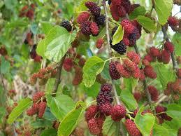 pendakigalau's tweet photo. 25.murbei gunung. buahnya bisa dimakan. asam manis dan seger :D #TanamanSurvival #AdvTips
http://t.co/BS6au6re5W