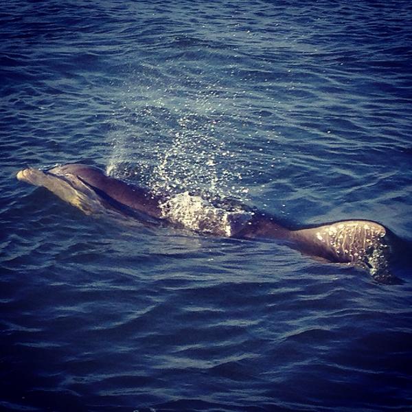 ChasWaterTaxi's tweet photo. We saw a friend today http://t.co/GoE2Ig7Nlk