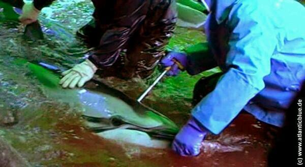 h0t_p0ppy's tweet image. Not pretty enough for captivity! So a metal rod is shoved in his head. Welcome to #Taiji #OpKillingBay