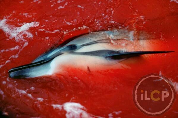 h0t_p0ppy's tweet image. Enjoying the show? She was not pretty enough for a show! #Taiji where nightmares are real #OpKillingBay