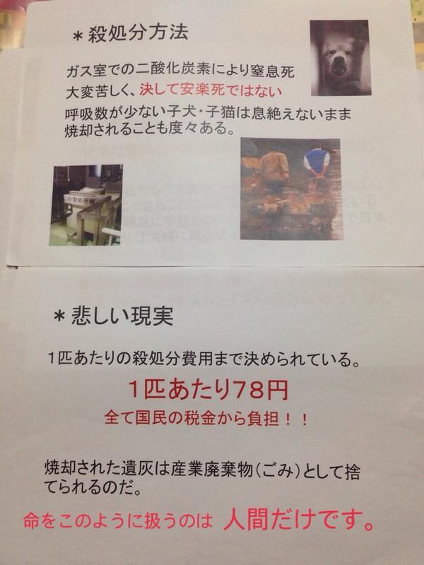 東北鷹AKI（三匹の猫のお母さん） (@hawas06203) / Twitter