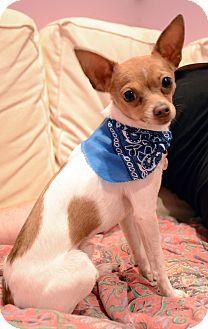 MiraclePaws8's tweet image. Check out our update about Freddy. pawsaroundtheworld.blogspot.com #dogs #adoptdontshop