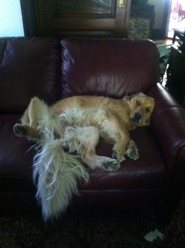 Gabriel_E_Allen's tweet image. .@SadiePicsDaily #LazySadie #NotModest #TBT