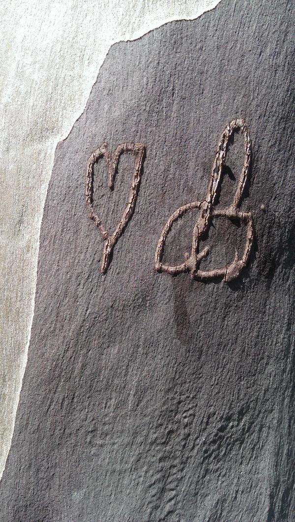 Etched into the bark