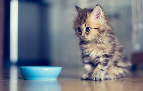 bad day, my cat died ... I it will be very greatly missed !! :( :( :(
#bad_day