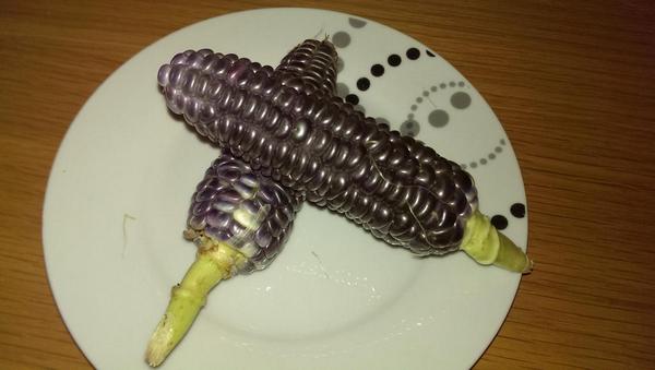 jacksonalf's tweet image. @Botanygeek do you know the best way to cook this #amazingmaize