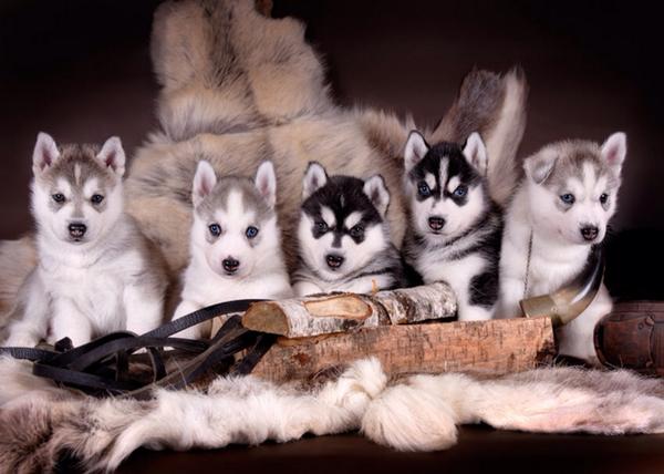 Elverojaguar's tweet image. 