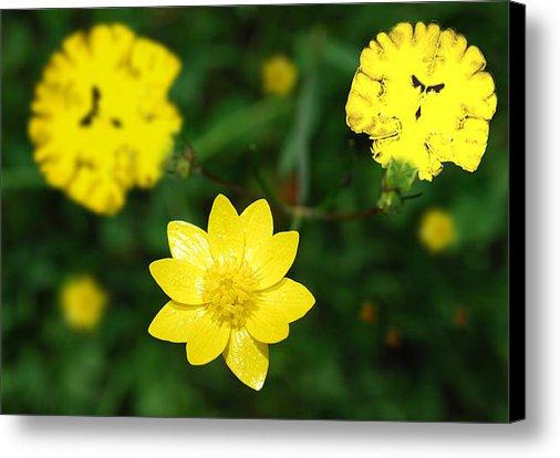 NeuronicoArt's tweet image. New artwork for sale! - "Buttercups" - fineartamerica.com/featured/butte… @fineartamerica