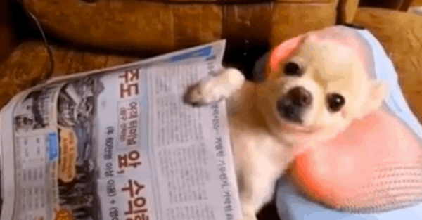 ~chill out~ and watch this chihuahua enjoy a nice neck massage
bzfd.it/1lyIPUv