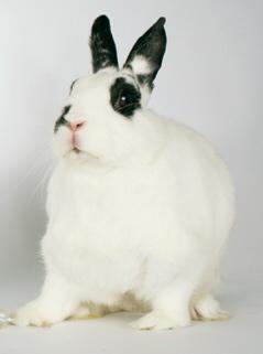 TootsBun's tweet photo. Sad day. Tuesday (Toot) Bun passed OTRB to join @DarknessBun She is survived by @Nochebun and @BunzEva http://t.co/AYyEKw253T