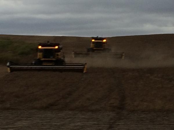 Lentilgrower's tweet image. Appently we only get to combine one day at a time this year!! #harvest14 #grainfarmproblems