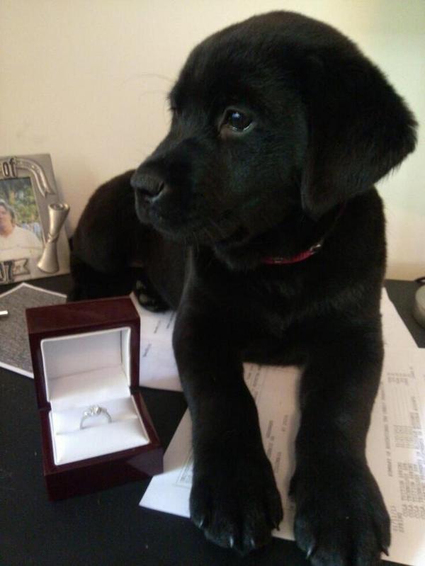 BestOfProposals's tweet photo. A ring and a puppy please 😍 http://t.co/D7Elnth1tn