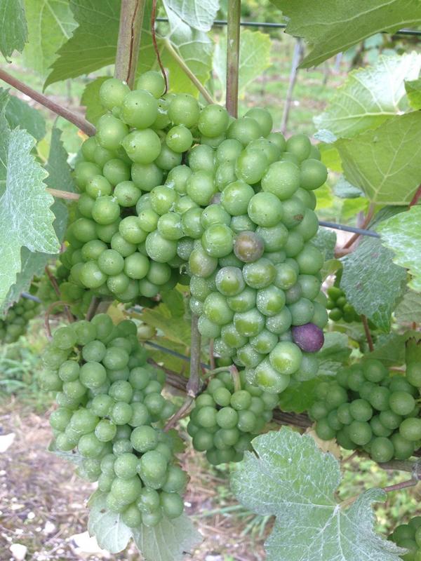 RaimesSparkling's tweet photo. Pinot edging closer to ripening & turning red. But just the one grape so far. #veraison #onegrape. http://t.co/K2uoP6KxCS