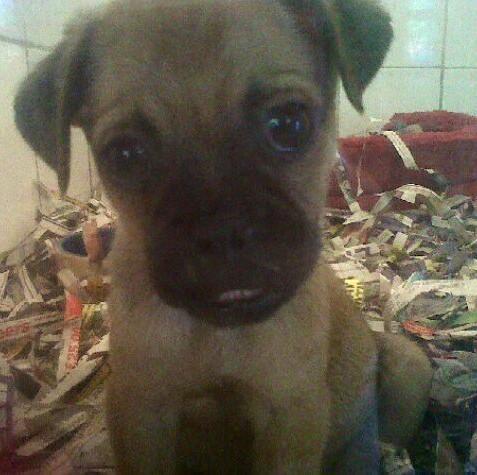 pupaid's tweet photo. A ban on puppies sold in pet shops by this time next wk? Make sure ur MP speaks up: http://t.co/wEPWw4bjpC #wheresmum http://t.co/IWkNOckaSG