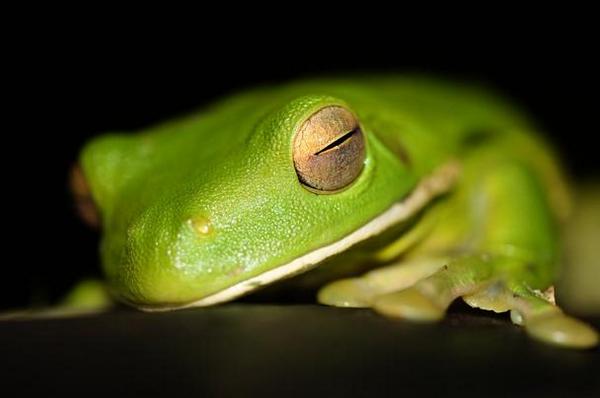 Posh frog (@MorfinGaunt) | Twitter