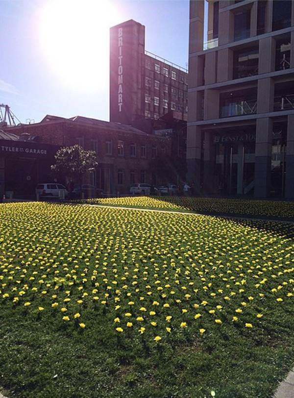 Opus_Arch's tweet image. Dedicated staff went along at 4am to “plant” these amazing daffodils on Takutai Square! @BritomartNZ @DaffodilDay_NZ