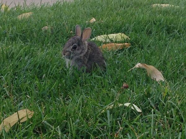 RoseanneCBS2's tweet photo. Why are there rabbits everywhere this year? Find out at 6 @cbschicago http://t.co/OuaG3r1Leo