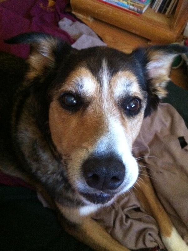 Milo 20/200 - bringing 25,000 smiles and millions of wags. Keep our future bright at milo20200.org