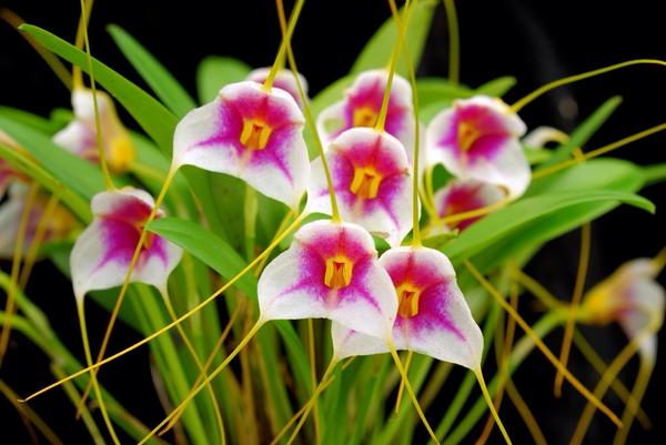 morerapersa's tweet photo. Imágenes de #masdevallias, un tipo de orquídeas de hermosas flores. http://t.co/rleccH6MUf