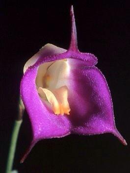 morerapersa's tweet photo. Imágenes de #masdevallias, un tipo de orquídeas de hermosas flores. http://t.co/rleccH6MUf