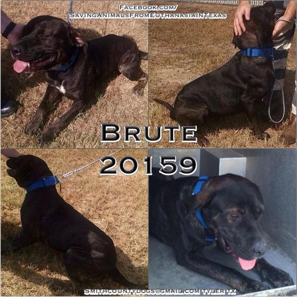 lisareiss's tweet photo. @RescueMastiffs BRUTE-ID#20159-2 Y/O M MASTIFF/LAB-Urgent-Tyler, TX-Euth 9/6-shelter@smith-county.com http://t.co/Mf98H3W3mQ
